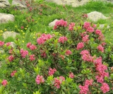 Lovely alpine flowers